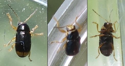 Réf. 260 700 : Cryptocephalus chrysopus